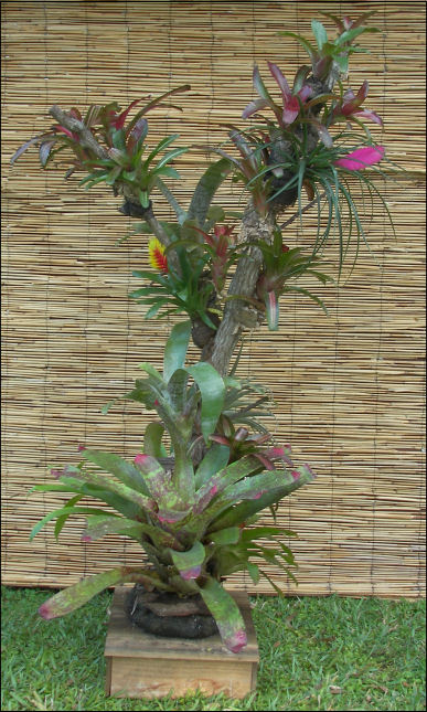 Bromeliad and Epiphyte Log